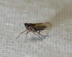 Delphacidae