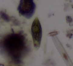 Euglena