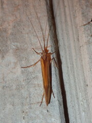 Limnephilus