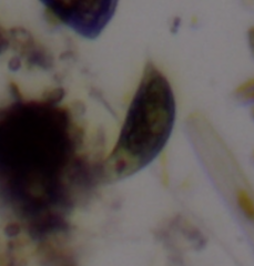 Euglena