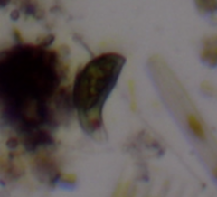 Euglena