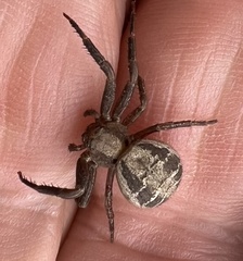 Xysticus