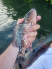 Lutjanus griseus