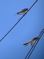 Hirundo rustica rustica
