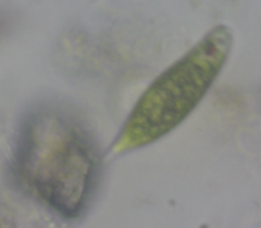 Euglena