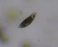 Euglena