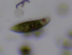 Euglena