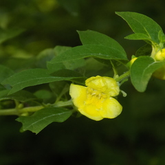 Dasistoma macrophylla