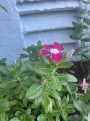 Catharanthus roseus