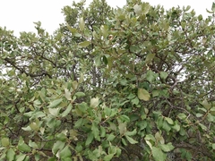 Quercus suber