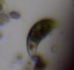 Euglena