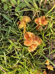 Gliophorus psittacinus