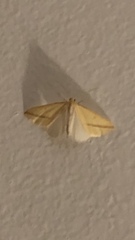 Rhodometra sacraria