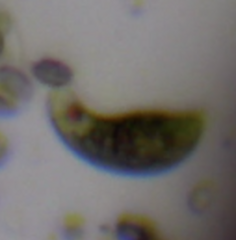 Euglena