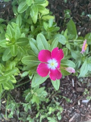 Catharanthus roseus