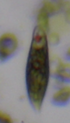 Euglena