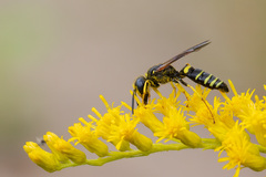 Philanthus solivagus
