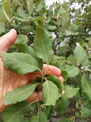 Quercus suber