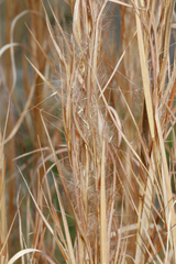 Andropogon virginicus