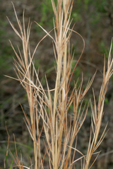 Andropogon virginicus