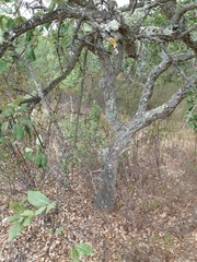 Quercus suber