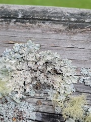 Parmelioideae