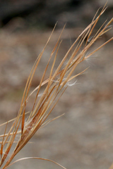 Andropogon virginicus
