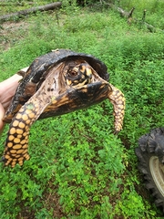Terrapene carolina