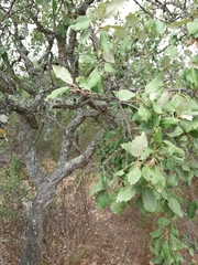 Quercus suber