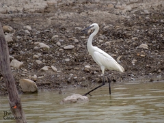 Egretta rufescens