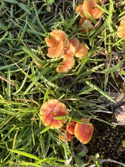 Gliophorus psittacinus