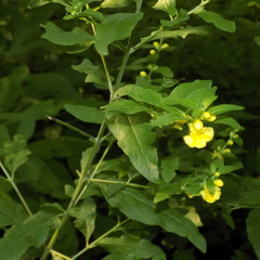 Dasistoma macrophylla