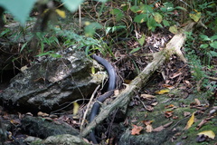 Coluber constrictor