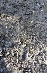Eriogonum nudum