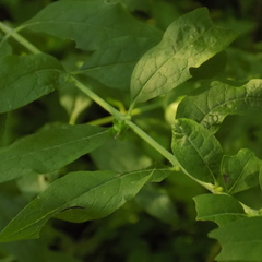 Dasistoma macrophylla