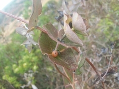 Lonicera implexa