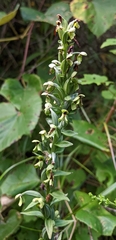 Platanthera