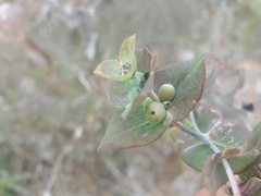 Lonicera implexa