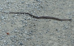 Thamnophis ordinoides