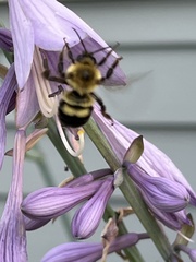 Bombus bimaculatus