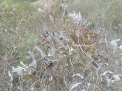 Lonicera implexa
