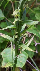 Platanthera