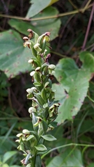 Platanthera