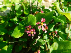 Malpighia diversifolia