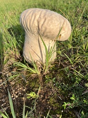 Calvatia cyathiformis