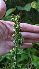 Platanthera