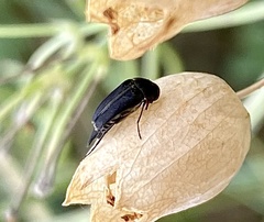 Mordellinae