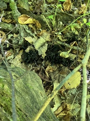 Xylaria polymorpha