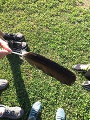 Cathartes aura