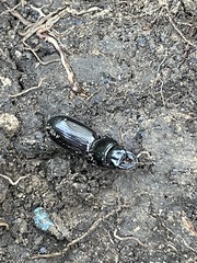 Scarites subterraneus